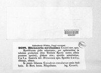 Blennoria novissima image